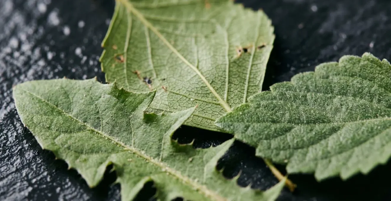 Gros plan macro sur les textures délicates de feuilles de plantes drainantes médicinales avec détails botaniques